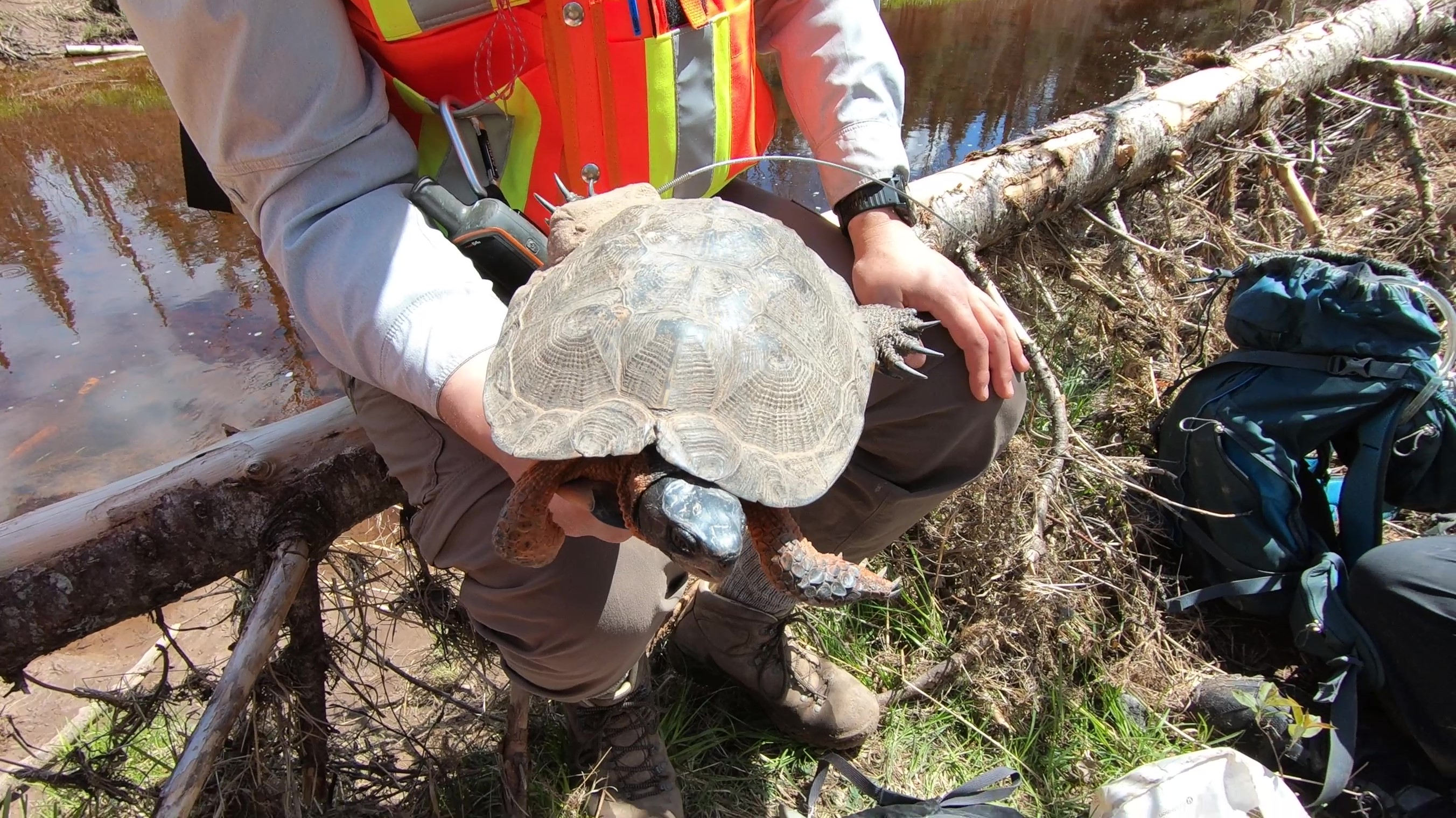 Wood turtle NWW story 2025 Wood turtle NWW story 2025